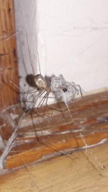 Pholcus phalangioides - nagy álkaszáspók