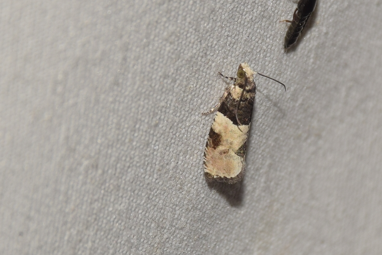 Gibberifera simplana - rezgőnyárfa-tükrösmoly
