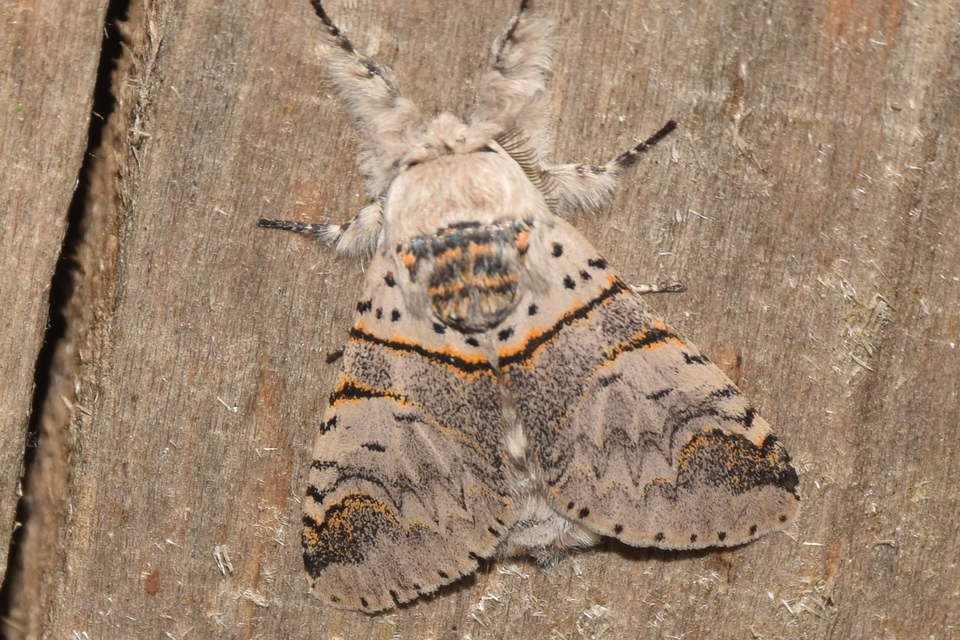 Furcula furcula - szürke púposszövő