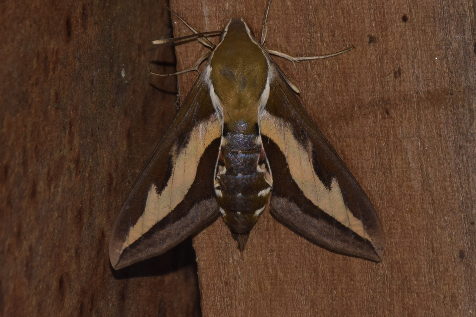 Hyles gallii - galajszender