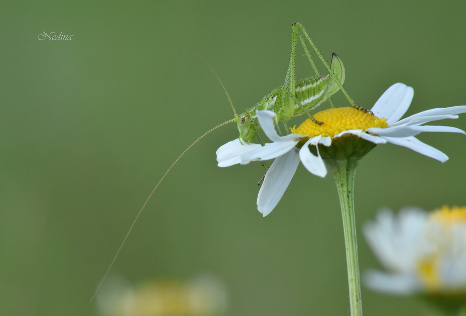 Leptophyes albovittata - közönséges virágszöcske