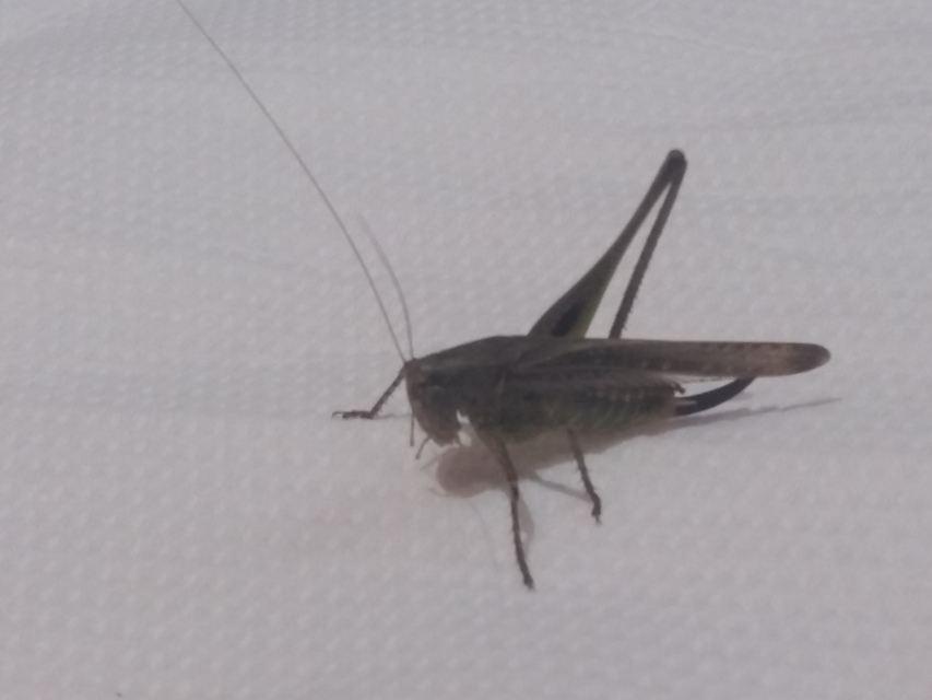 Platycleis grisea - szürke rétiszöcske