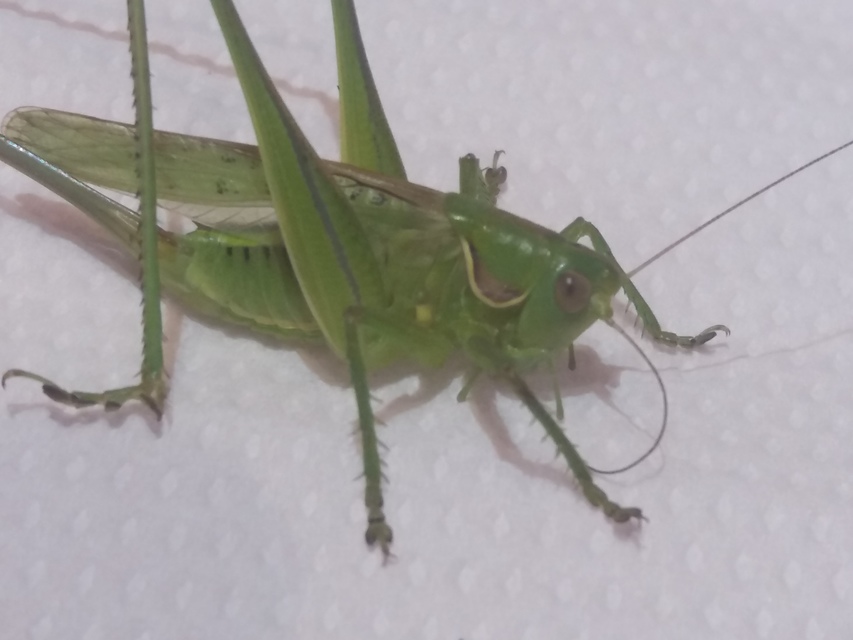 Gampsocleis glabra - tőrös szöcske