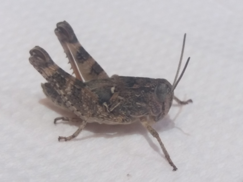 Calliptamus italicus - olaszsáska