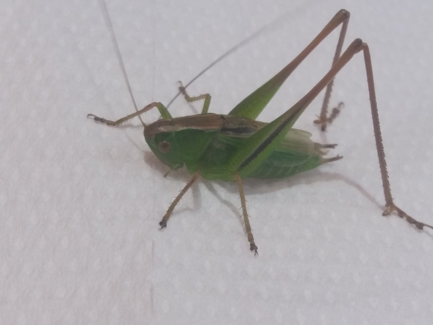 Bicolorana bicolor - halványzöld rétiszöcske