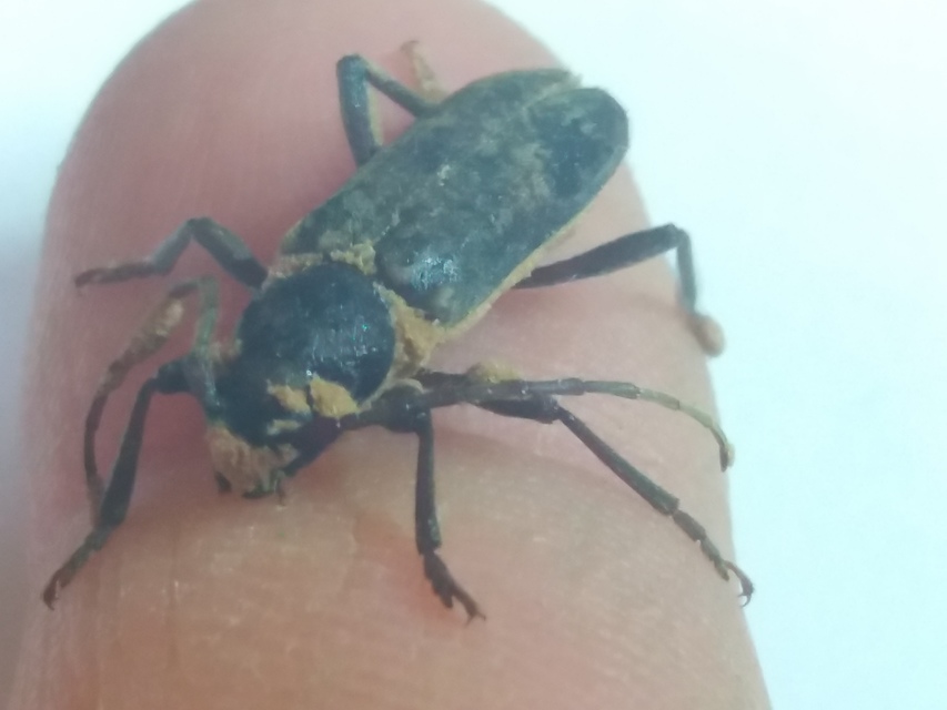 Trichoferus campestris - szállóvendég éjicincér