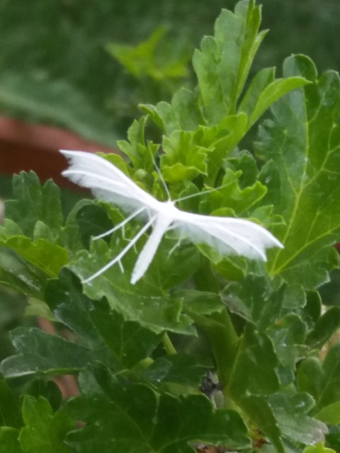 Pterophorus pentadactyla - fehér tollasmoly