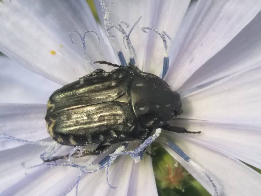 Oxythyrea funesta - sokpettyes virágbogár