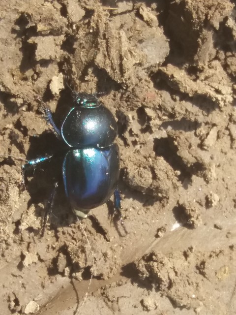 Trypocopris vernalis - tavaszi álganéjtúró