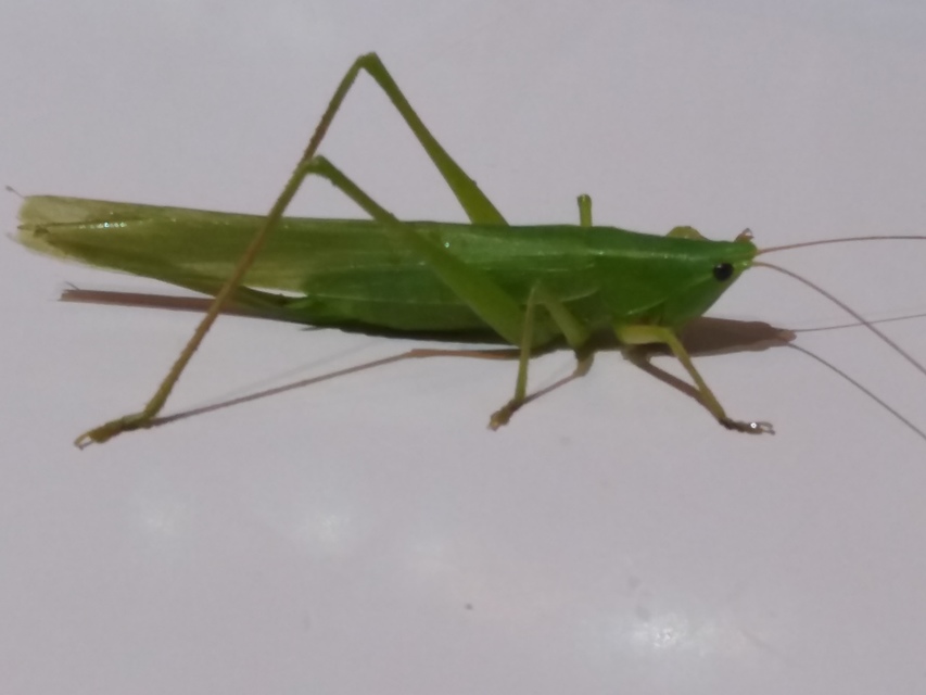 Ruspolia nitidula - nagy kúpfejűszöcske
