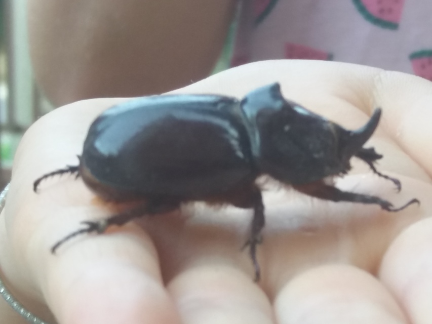 Oryctes nasicornis - orrszarvú bogár