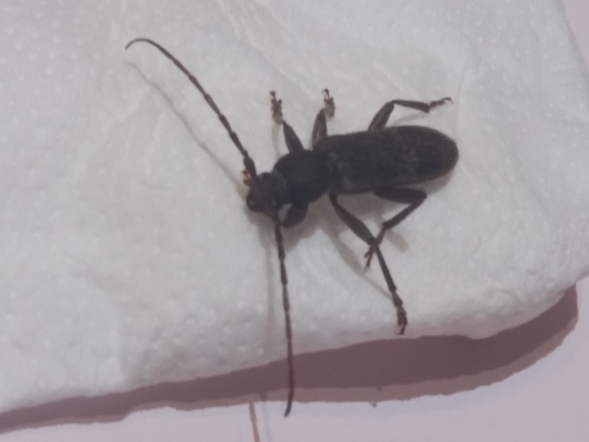 Trichoferus campestris - szállóvendég éjicincér
