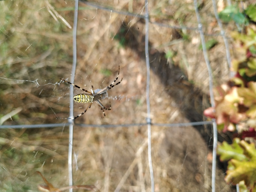 Argiope bruennichi - darázspók