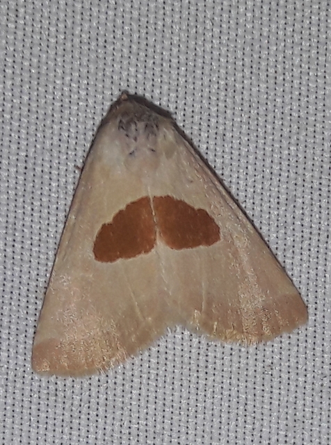 Calymma communimacula - pajzstetűfaló bagoly