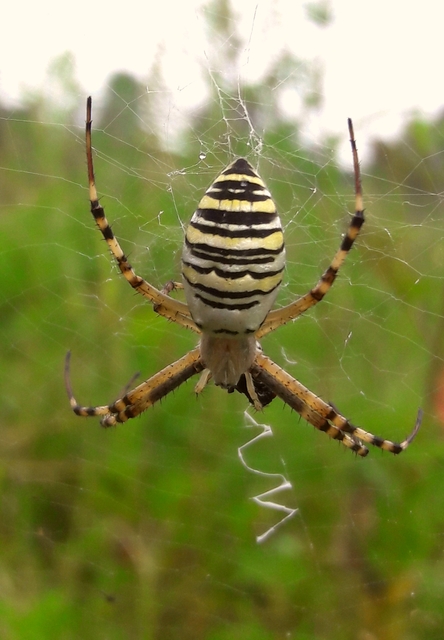 Argiope bruennichi - darázspók