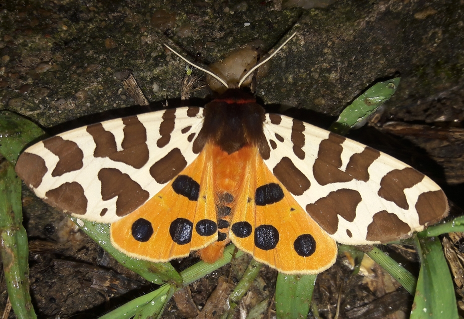 Arctia caja - közönséges medvelepke
