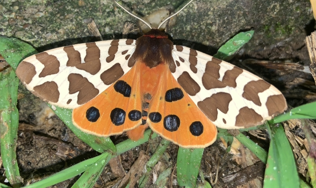 Arctia caja - közönséges medvelepke
