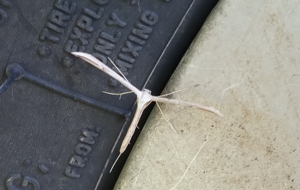 Pterophoridae - tollasmolyfélék