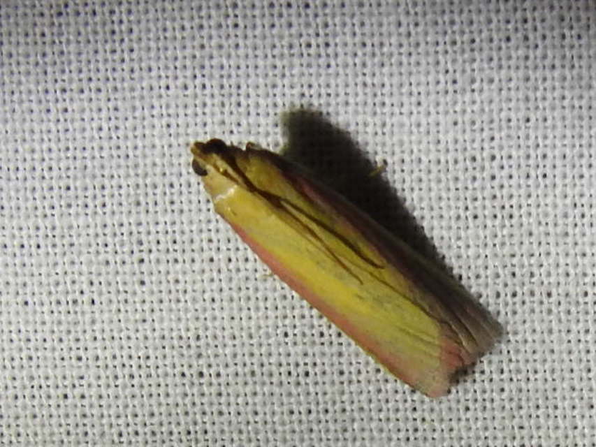 Oncocera semirubella - lucernamoly