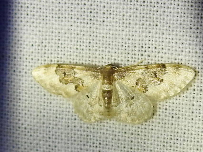 Idaea rusticata - tarka apróaraszoló