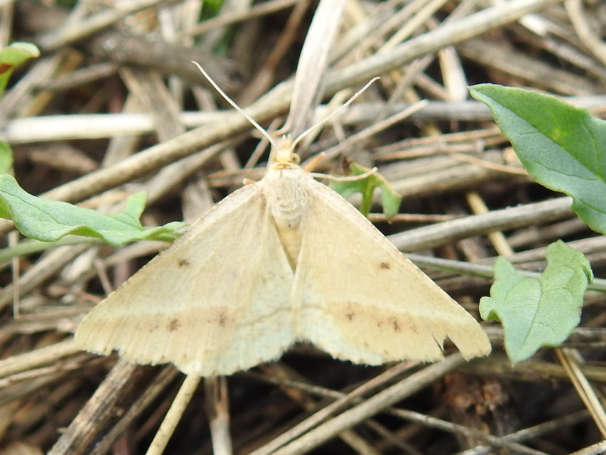Tephrina arenacearia - lucerna-araszoló