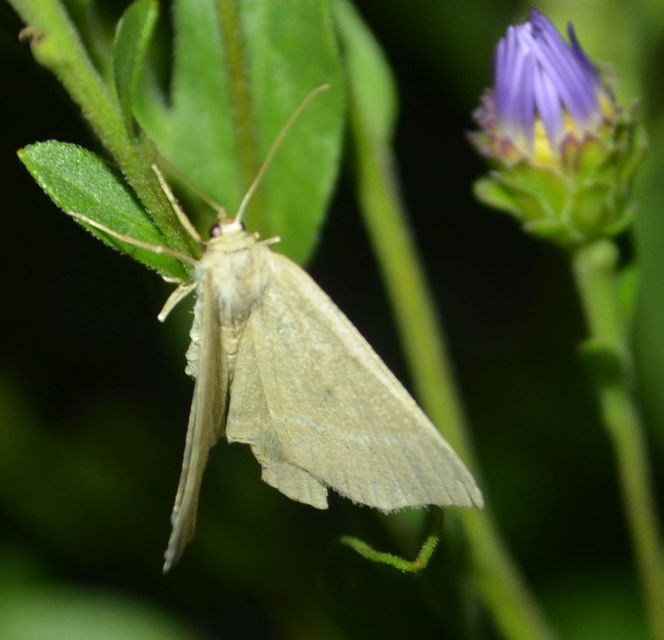 Chlorissa cloraria - sárgászöld araszoló