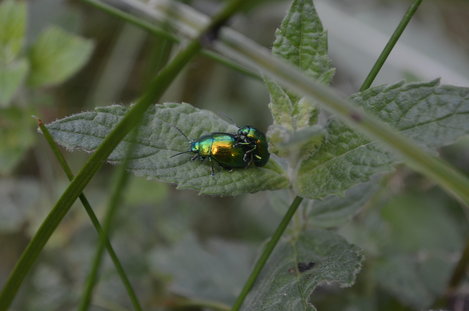 Chrysolina herbacea - zöld mentalevelész