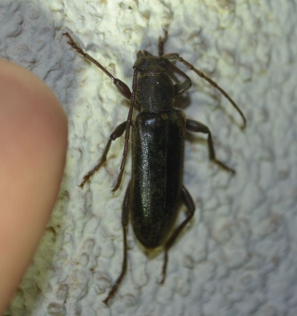 Trichoferus campestris - szállóvendég éjicincér