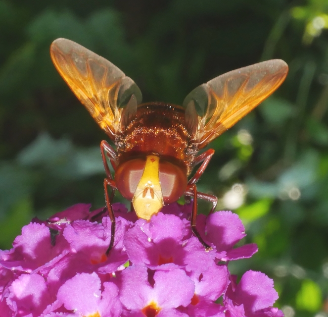 Volucella zonaria - kétöves pihelégy