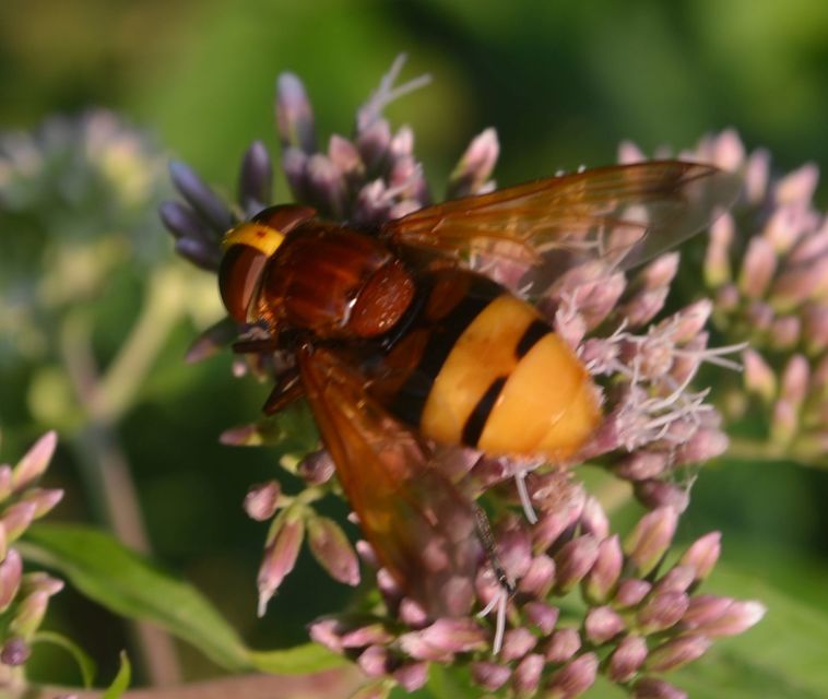 Volucella zonaria - kétöves pihelégy