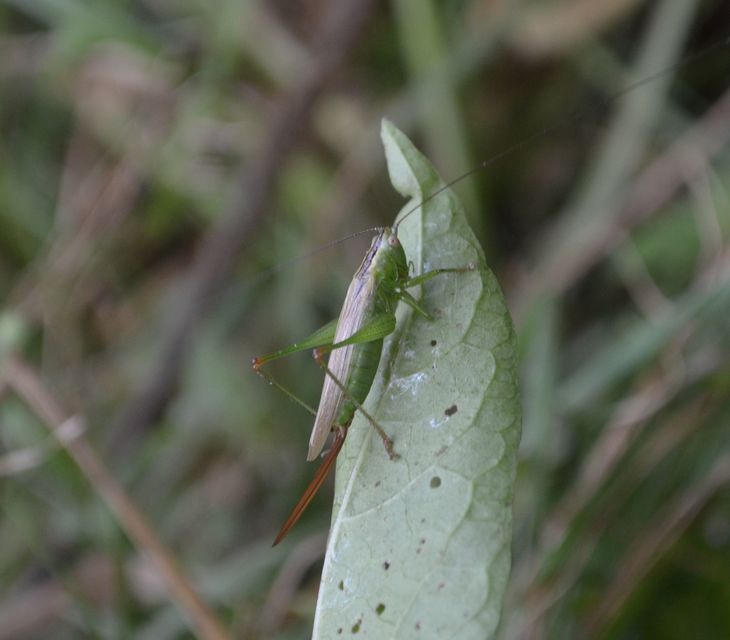 Conocephalus fuscus - kis kúpfejűszöcske