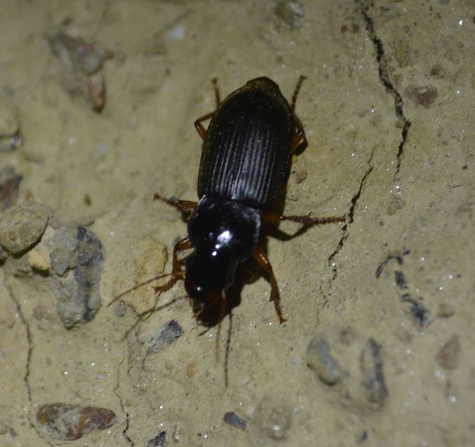 Harpalus rufipes - nagy selymesfutó