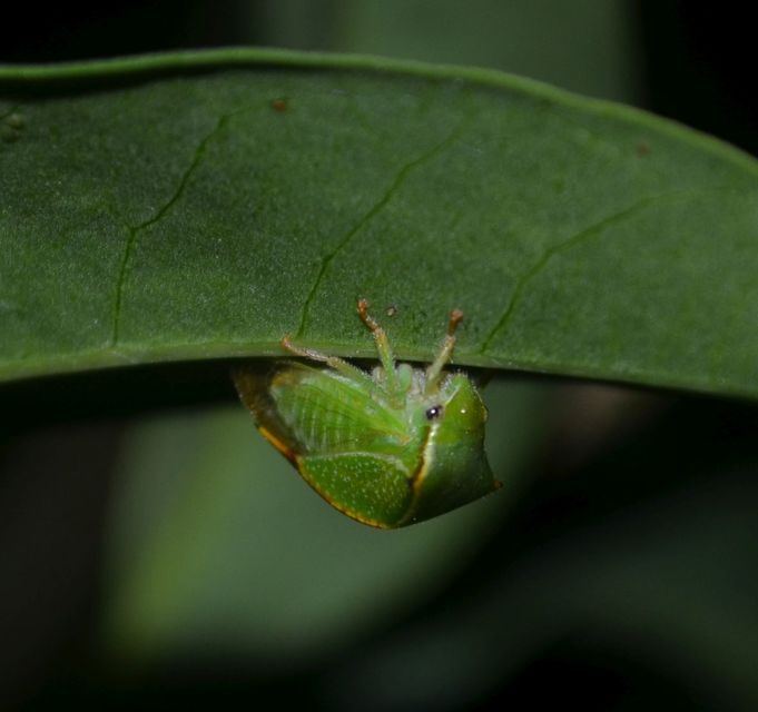 Stictocephala bisonia - bivalykabóca