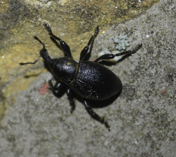 Liparus coronatus - kis turbolyaormányos