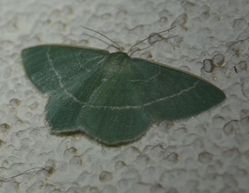 Chlorissa viridata - üdezöld araszoló
