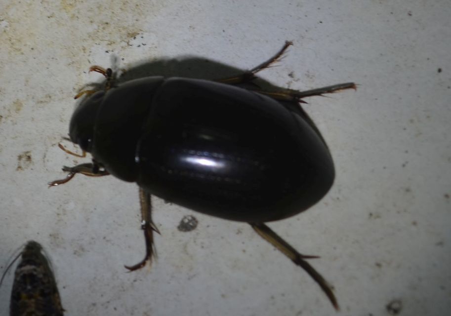 Hydrochara flavipes - sárgalábú csibor