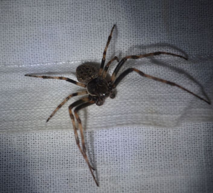 Nuctenea umbratica - közönséges rés-keresztespók