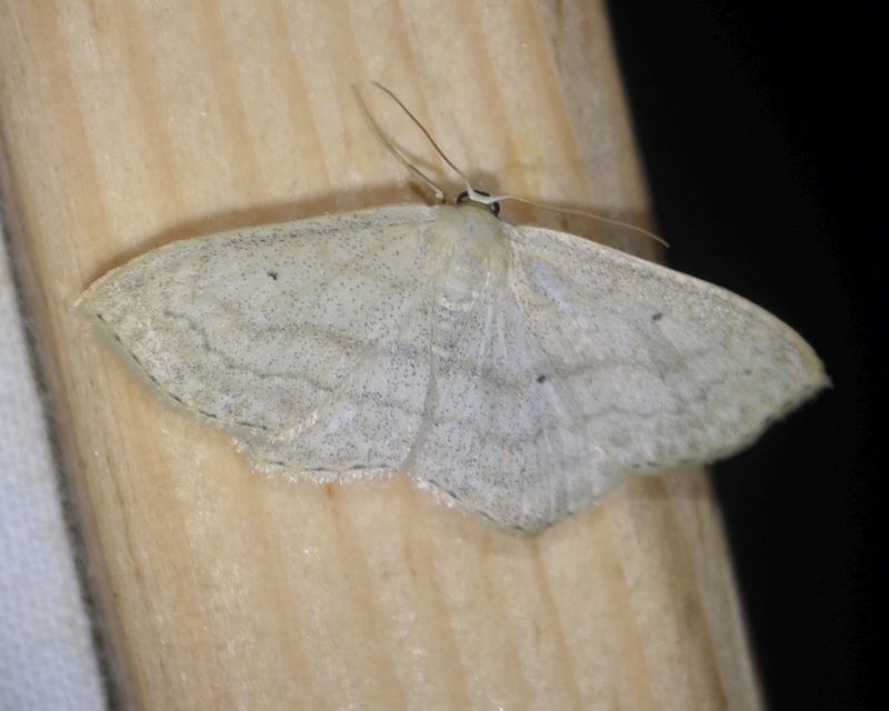 Scopula nigropunctata - feketepettyes araszoló