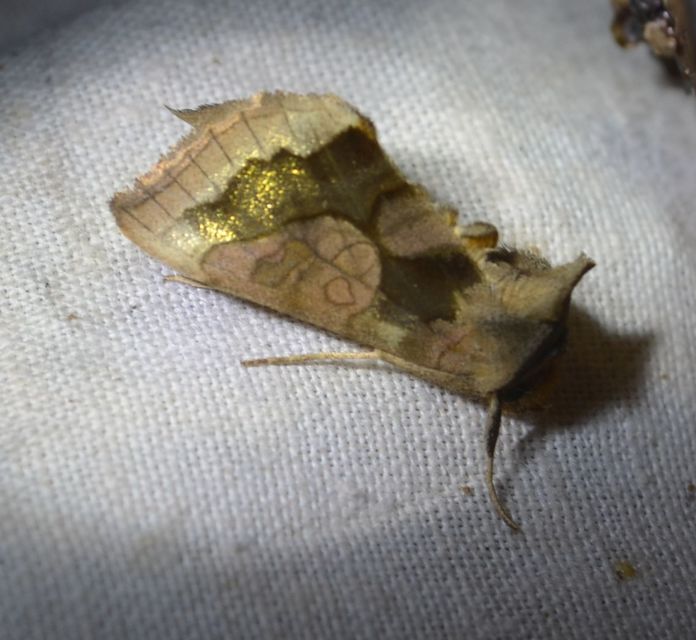 Diachrysia chrysitis - aranybagoly
