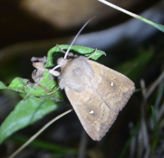 Mythimna albipuncta - fehérpettyes rétibagoly