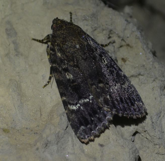 Amphipyra berbera/pyramidea