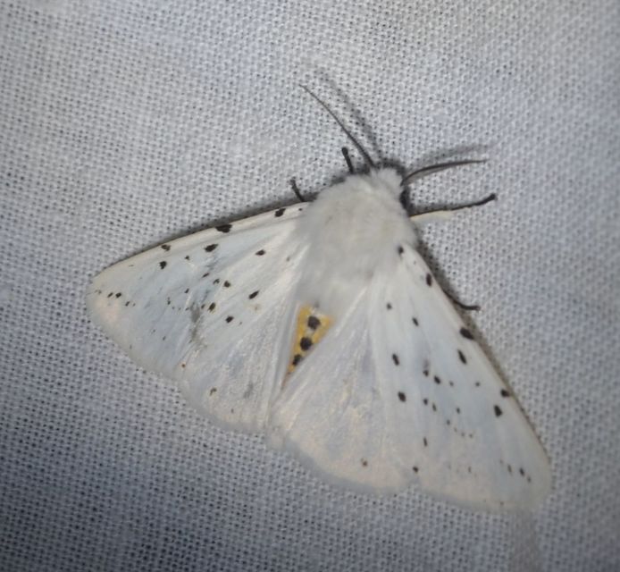 Spilosoma lubricipedum - tejszínű medvelepke