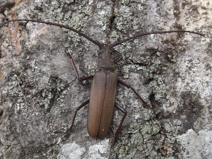 Aegosoma scabricorne - diófacincér