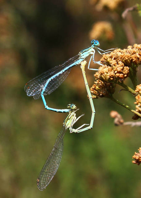 Platycnemis pennipes - széleslábú szitakötő