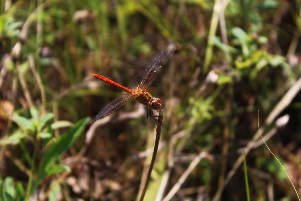 Sympetrum meridionale - fakó katona-szitakötő