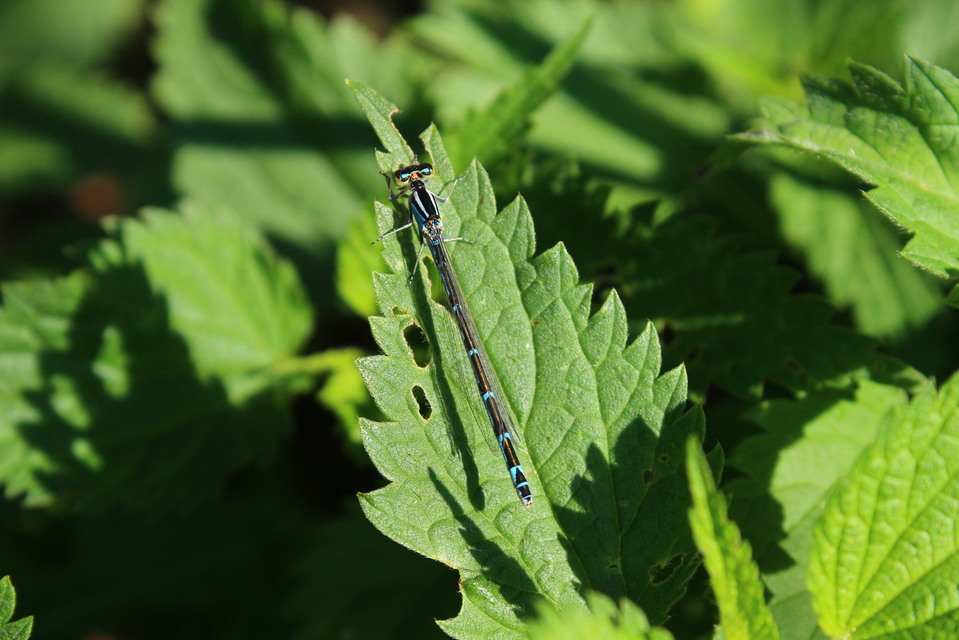 Enallagma cyathigerum - kéksávos légivadász