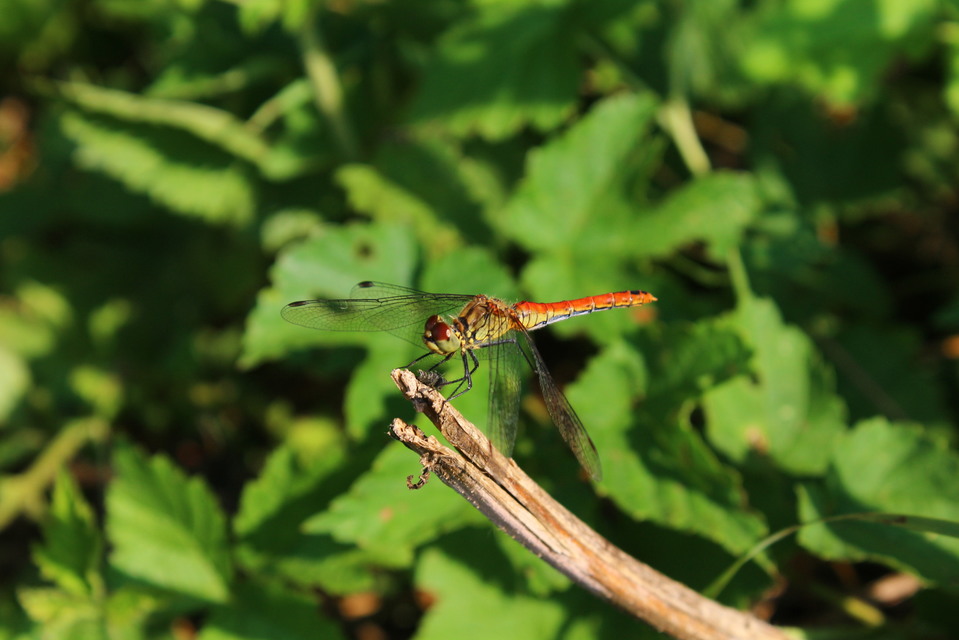 Sympetrum sanguineum - vörös katona-szitakötő
