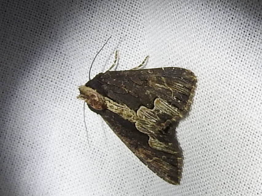 Dypterygia scabriuscula - szurokbarna nyáribagoly