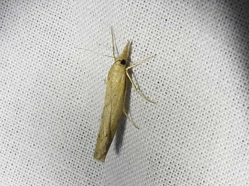 Pediasia contaminella - mocskos fűgyökérmoly