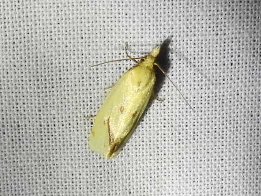 Agapeta hamana - közönséges sárgamoly